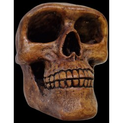 Cráneo fósil hombre de Neandertal - Resina de calidad