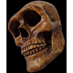 Cráneo fósil hombre de Neandertal - Resina de calidad